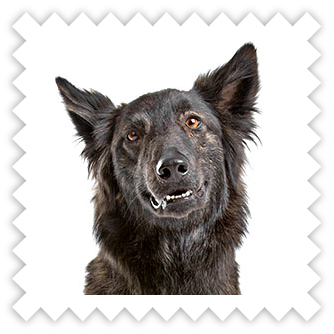 Название: Dutch Shepherd Dog.png
Просмотров: 498

Размер: 103.2 Кб